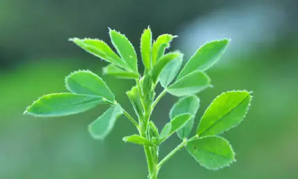 ingredient-4